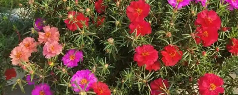 花坛中有哪些花卉，常见太阳花、金光菊等品种