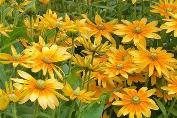 花坛中有哪些花卉，常见太阳花、金光菊等品种