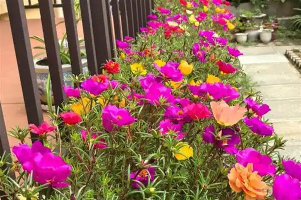 花坛中有哪些花卉，常见太阳花、金光菊等品种