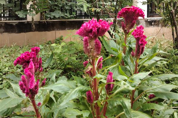 花坛中有哪些花卉，常见太阳花、金光菊等品种