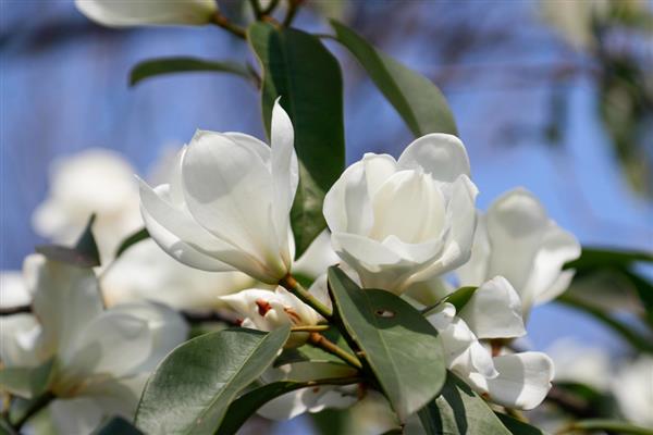 花坛中有哪些花卉，常见太阳花、金光菊等品种