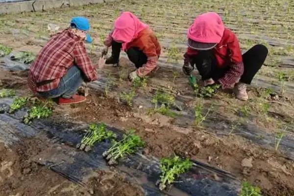 秋芹菜的种植时间，北方露地播种期为6-7月上旬