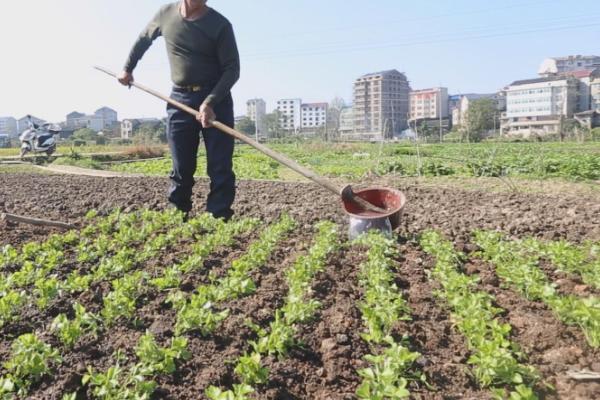 秋芹菜的种植时间，北方露地播种期为6-7月上旬
