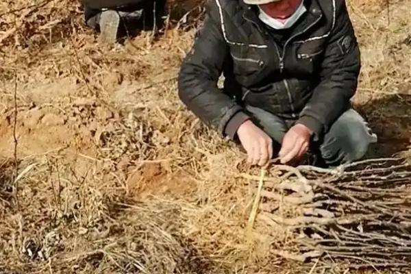 花椒的生长条件，10-15℃最适合它生长