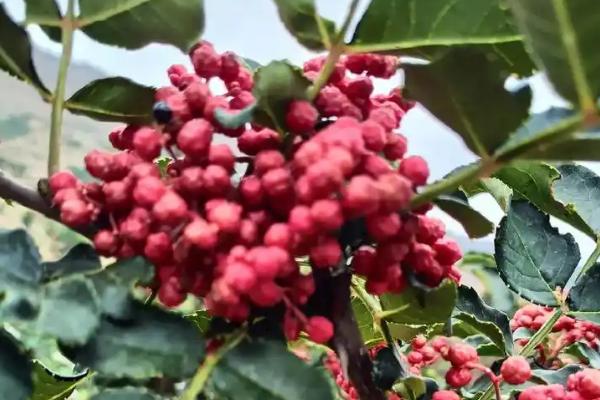 花椒的生长条件，10-15℃最适合它生长