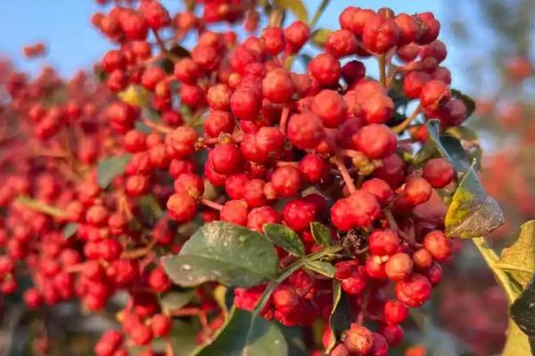 花椒的生长条件，10-15℃最适合它生长