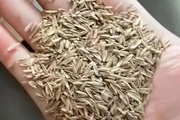 四季青的种子冬天会死吗，冬天并不会死