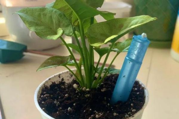 四季青的种子冬天会死吗，冬天并不会死