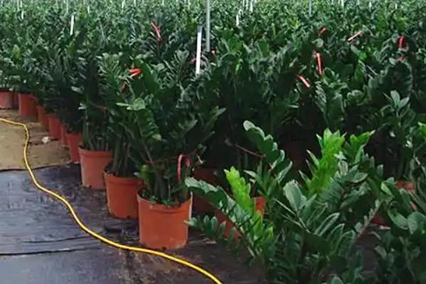 四季青的种子冬天会死吗，冬天并不会死