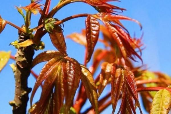 千头椿与椿树有什么区别，主要在于枝叶、花朵不同