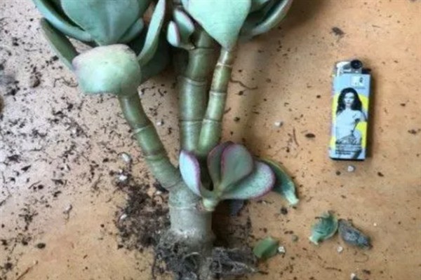燕子掌烂根如何解决，剪除烂根经过消毒后再重栽