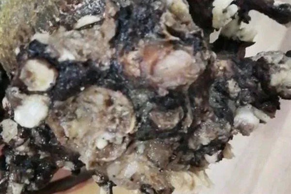 燕子掌烂根如何解决，剪除烂根经过消毒后再重栽