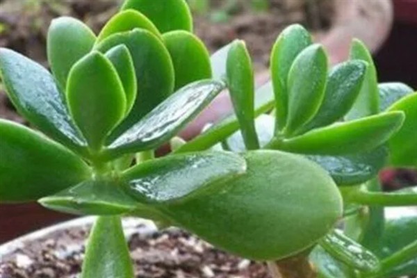 燕子掌烂根如何解决，剪除烂根经过消毒后再重栽