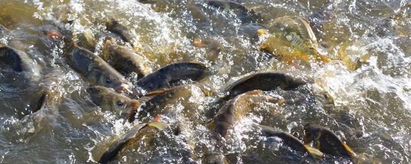 冬天鲤鱼一般在水的什么位置，一般会在水中的下层