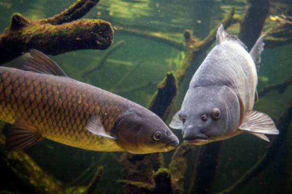 冬天鲤鱼一般在水的什么位置，一般会在水中的下层