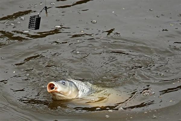 冬天鲤鱼一般在水的什么位置，一般会在水中的下层