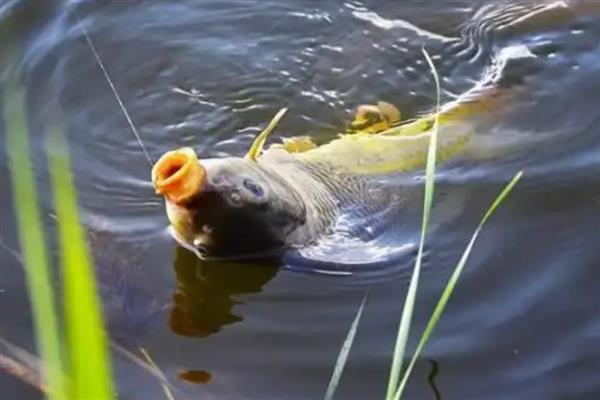 冬天鲤鱼一般在水的什么位置，一般会在水中的下层
