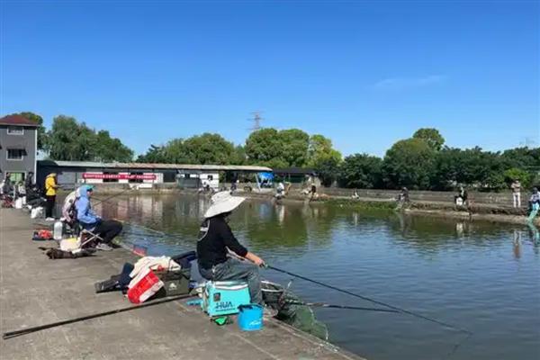 冬天鲤鱼一般在水的什么位置，一般会在水中的下层