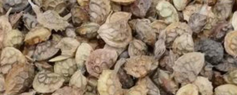 牧草种子生产和牧草生产的区别，建植管理方面均不同