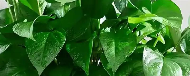 常见的水生绿植品种，有绿萝、吊兰和常春藤等