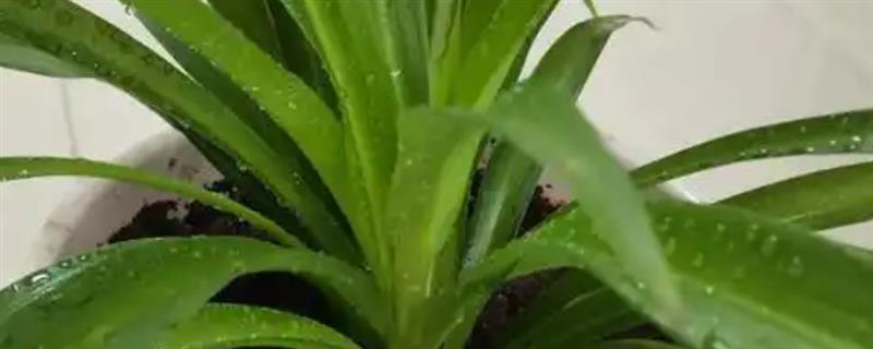 吊兰剪枝移栽的方式，春季和秋季均可移栽