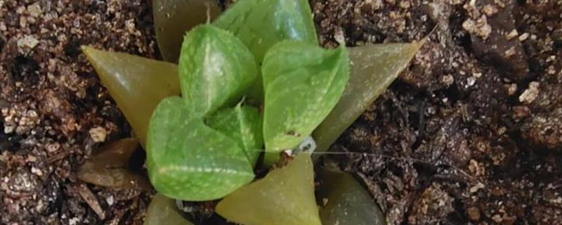 玉露发黄如何恢复，需控制浇水量并及时松土