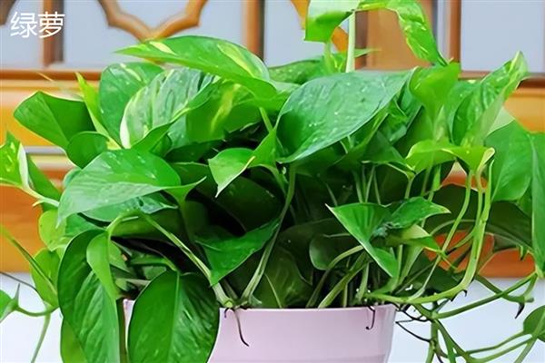 常见的水生绿植品种，有绿萝、吊兰和常春藤等