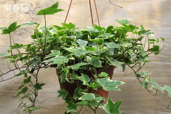 常见的水生绿植品种，有绿萝、吊兰和常春藤等