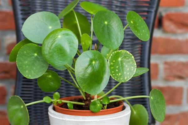 常见的水生绿植品种，有绿萝、吊兰和常春藤等
