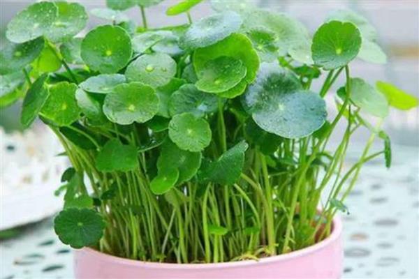 常见的水生绿植品种，有绿萝、吊兰和常春藤等