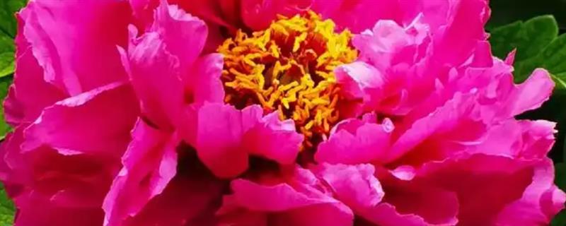 牡丹花什么时候开，花期主要集中在4月份