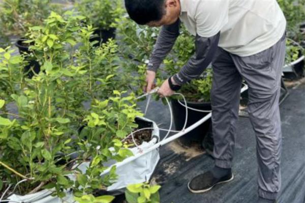 蓝莓树几年可以结果，第二年就能结果