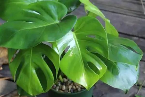 常见的水生绿植品种，有绿萝、吊兰和常春藤等