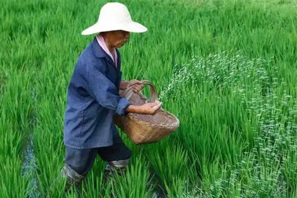 水稻插秧多久可以返青扬肥,经过10-15天左右可追施硫铵