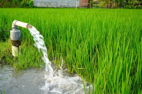 水稻插秧多久可以返青扬肥,经过10-15天左右可追施硫铵