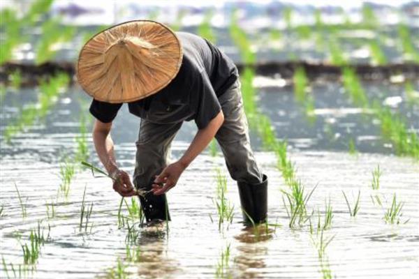 水稻插秧多久可以返青扬肥,经过10-15天左右可追施硫铵