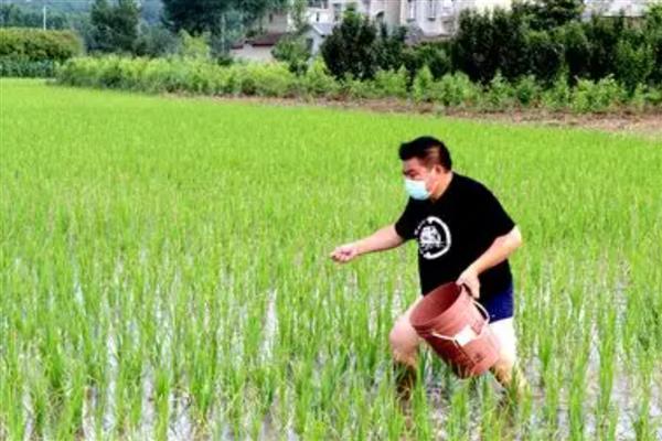 水稻插秧多久可以返青扬肥,经过10-15天左右可追施硫铵