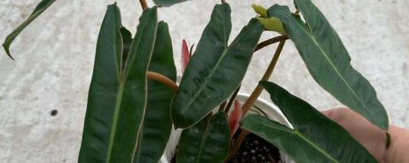蔓绿绒是哪个科里面的植物，属于天南星科常绿草本植物