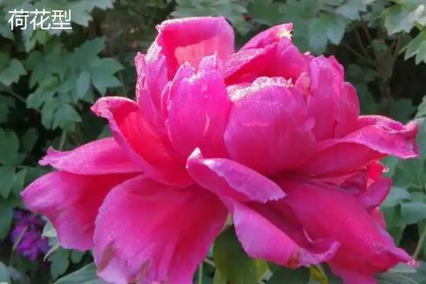 牡丹花什么时候开，花期主要集中在4月份