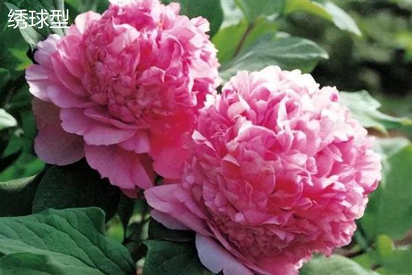 牡丹花什么时候开，花期主要集中在4月份
