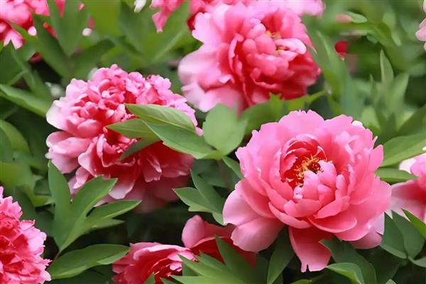 牡丹花什么时候开，花期主要集中在4月份