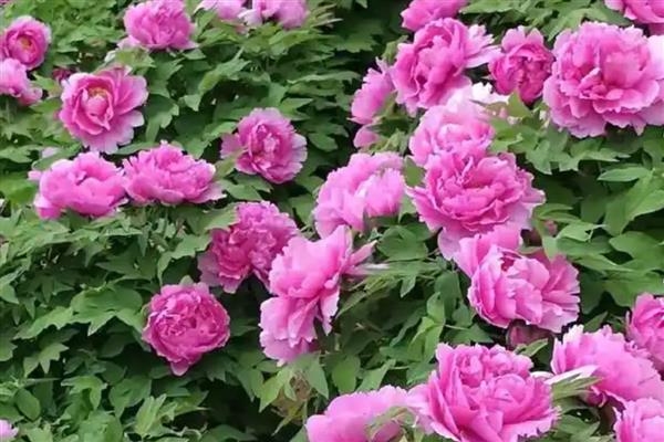 牡丹花什么时候开，花期主要集中在4月份