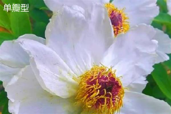 牡丹花什么时候开，花期主要集中在4月份