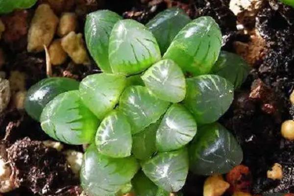 玉露发黄如何恢复，需控制浇水量并及时松土