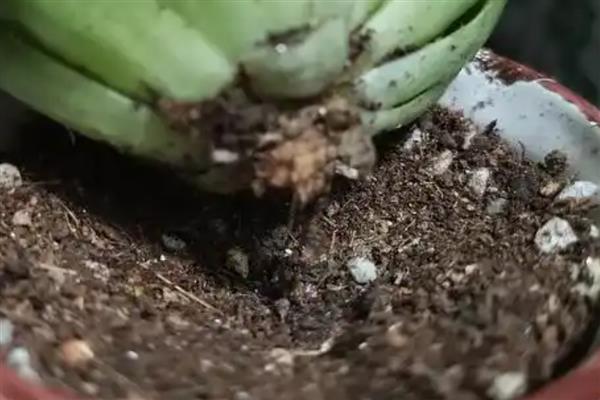 玉露发黄如何恢复，需控制浇水量并及时松土