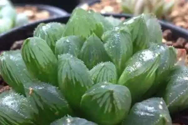 玉露发黄如何恢复，需控制浇水量并及时松土