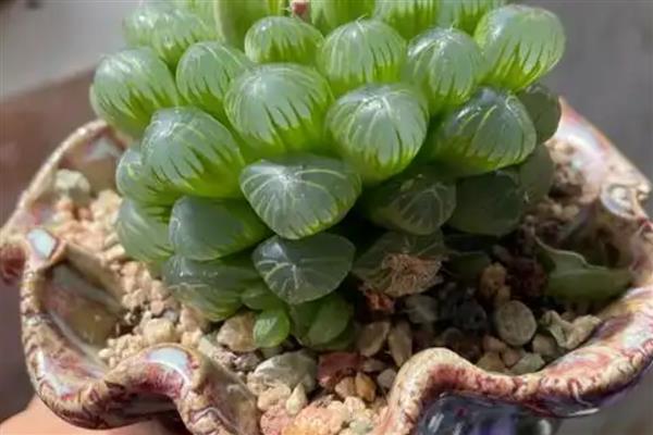 玉露发黄如何恢复，需控制浇水量并及时松土