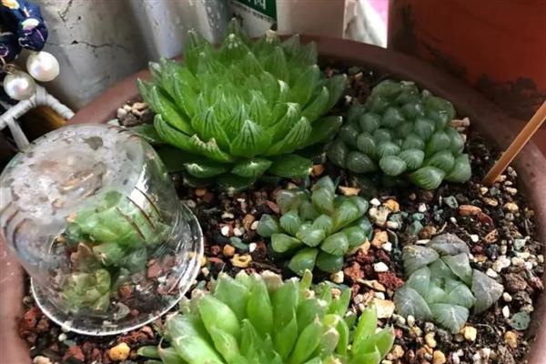 玉露发黄如何恢复，需控制浇水量并及时松土