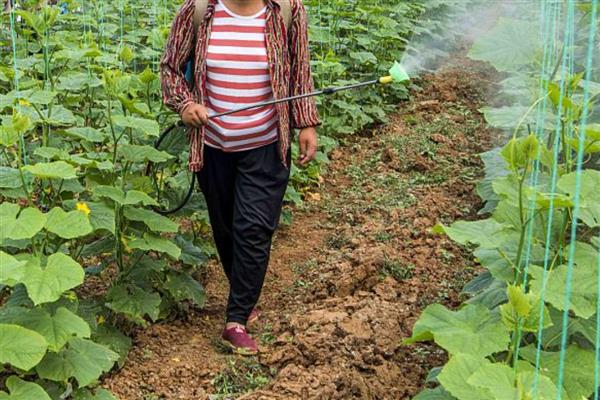 黄瓜化瓜如何防治，发现大肚瓜、尖嘴瓜要尽早摘除