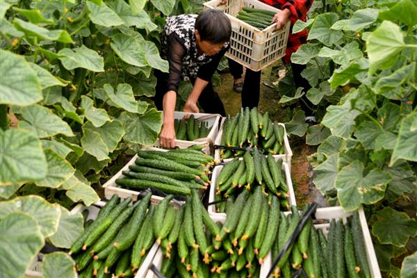 黄瓜化瓜如何防治，发现大肚瓜、尖嘴瓜要尽早摘除